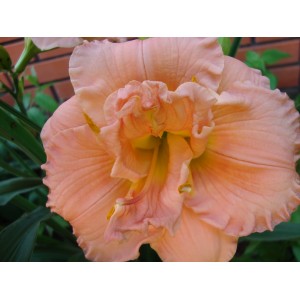 Congo Coral